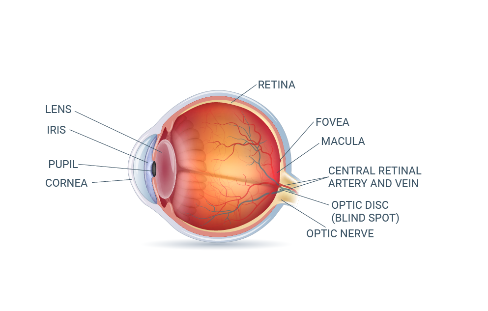 Eye Anatomy: The Structures of the Eye and Their Functions